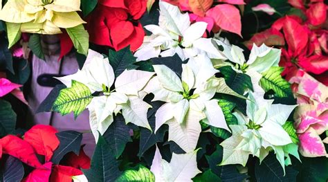 31 Different Types of Poinsettia Cultivars to Grow This Season