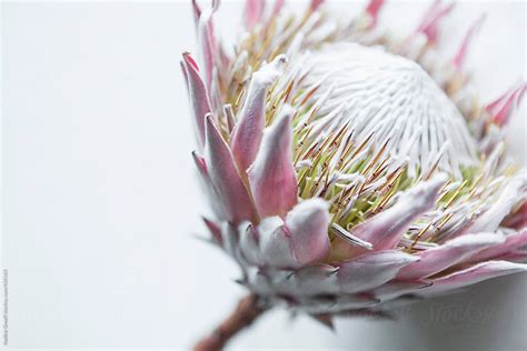 King Protea Flower (Protea Cynaroides) | Stocksy United