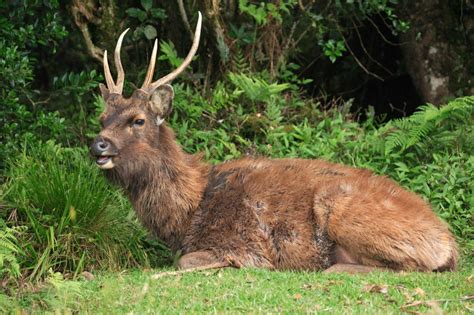 Sambar Deer | Say Hello to the Locals | Horton Plains, Sri Lanka