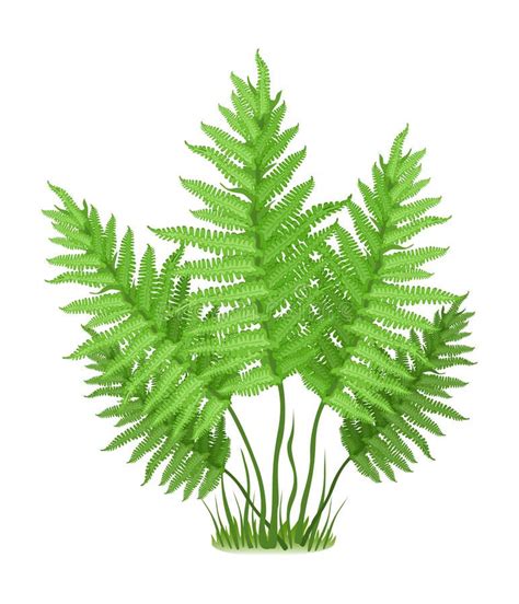 Fern. Plant of fern family on white background, vector illustration # ...