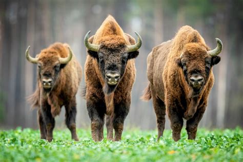 Yellowstone plans to continue bison slaughter • Earth.com