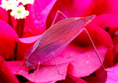 Pink Katydid in Costa Rica - What's That Bug?