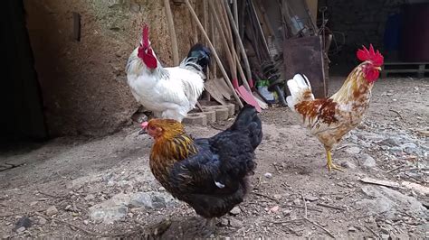 Rooster and Chicken Sound in the Morning - Chicken Videos - Relaxing ...