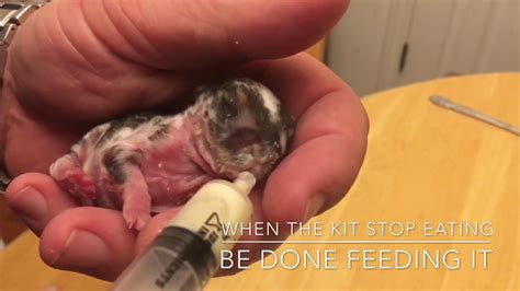 How to bottle feed baby rabbits: 3 days old. - YouTube