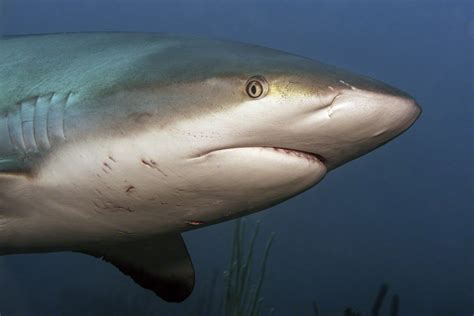 Caribbean Reef Shark Close-Up - Finks Photos