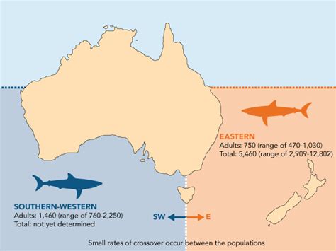 Great White Shark Migration Map