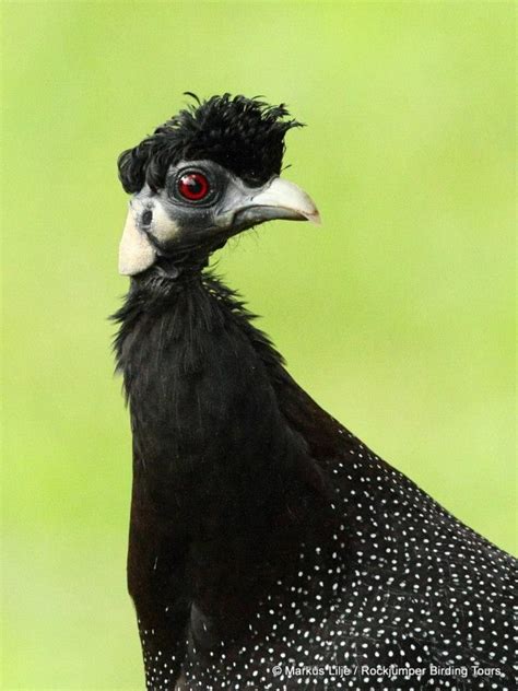 Crested Francolin