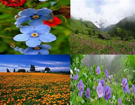 Valley of Flowers National Park | animals, tours, tiger, map | single ...