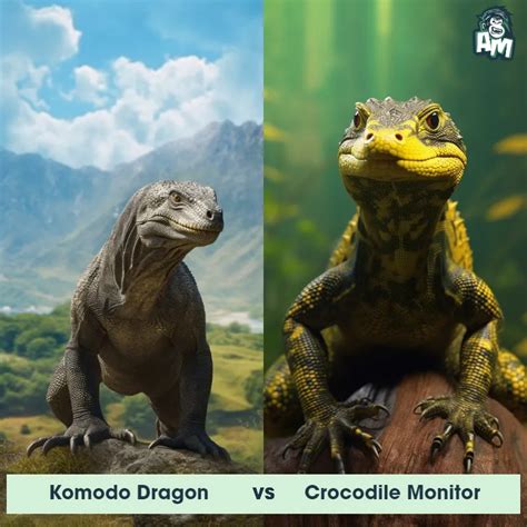 Komodo Dragon vs Crocodile Monitor: See Who Wins | Animal Matchup