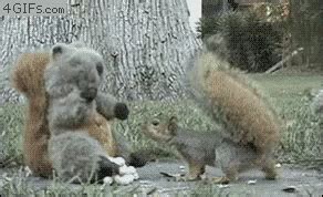 Ninja Squirrel GIF - Squirrel - Discover & Share GIFs