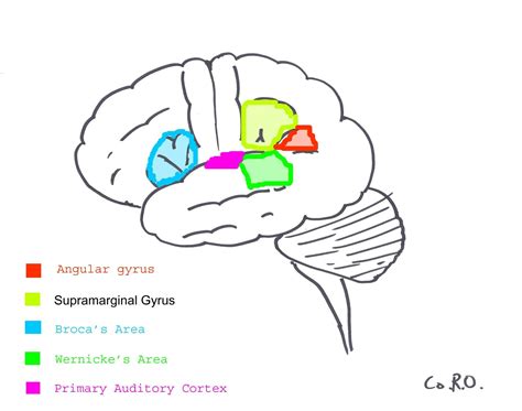 Auditory cortex | Psychology Wiki | FANDOM powered by Wikia