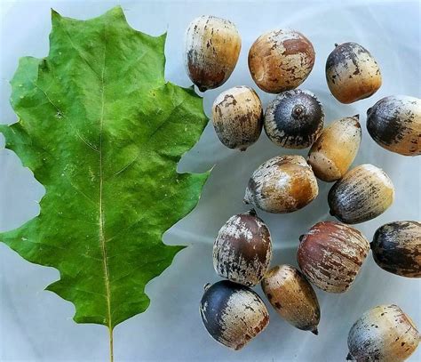 50 Seeds Eastern Black Oak ACORNS Seeds (50 ~ T82.3) - Quercus velutina ...