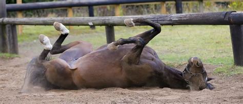 Colic In Horses: Types, Symptoms & Treatment | Foran Equine