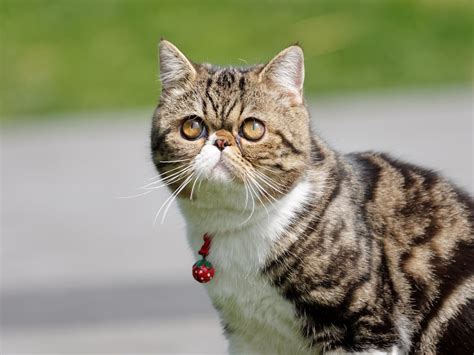 9 Popular Flat Faced Cat Breeds & Health Considerations • Purrfectcatbreeds