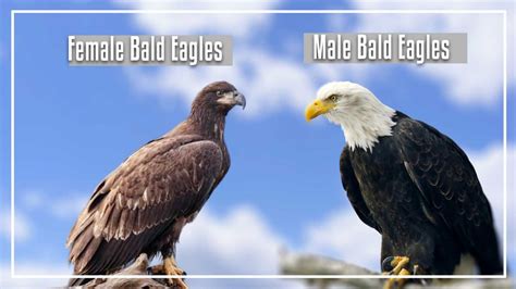 Do Female Bald Eagles Have White Heads? (Explain & Report)