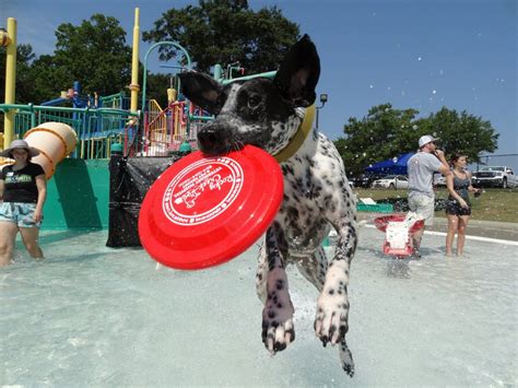 On the last days of the summer swim season, dogs and their owners are ...