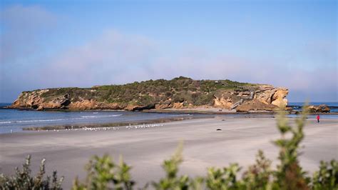 Middle Island Penguin Project | Warrnambool Penguins