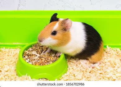 533 Guinea Pig Eating Hay Images, Stock Photos & Vectors | Shutterstock