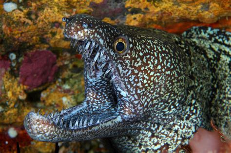 Moray Eel | ramosa mosaic moray eel in new zealand restricted to the ...