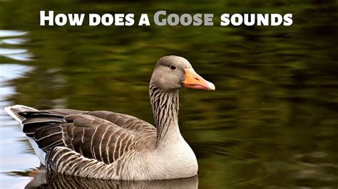 How does a Goose sounds - YouTube