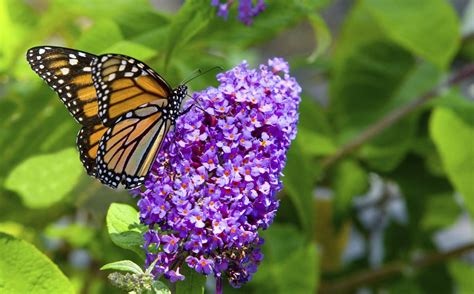 Earth Day 2016: Attracting Butterflies to Home Gardens – The Deck and ...