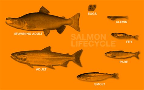 Salmon: Running the Gauntlet ~ Salmon Lifecycle | Nature | PBS ...