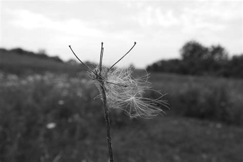 Thistle Seed | Thistle seed at LeFurge nature preserve, Ypsi… | Flickr