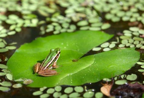 Frog adaptations in body shape and habitat allow frogs to be successful living in both water and ...