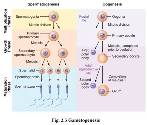 Difference between Spermatogenesis and Oogenesis | ProtonsTalk