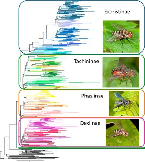 Molecular phylogeny of World Tachinidae | Stireman lab