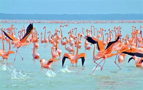 Tour a Celestún Yucatán: Entre Manglares y Flamingos