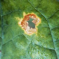 Cucumber Plant Disease: Common Issues and Effective Treatment Methods