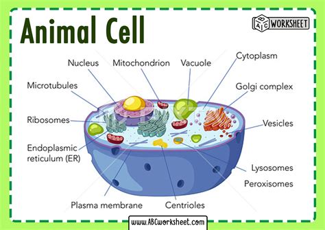 Label The Parts Of A Cell