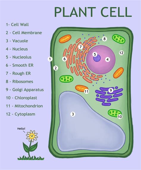 Plant Cell Diagram | Quizlet