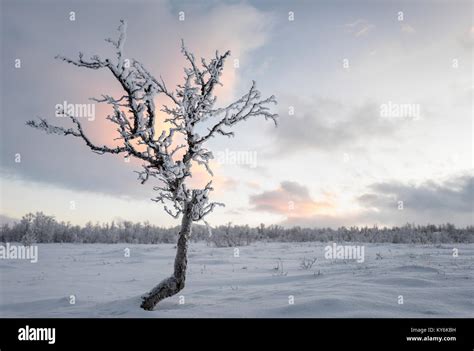 Winter in Swedish Lapland Stock Photo - Alamy