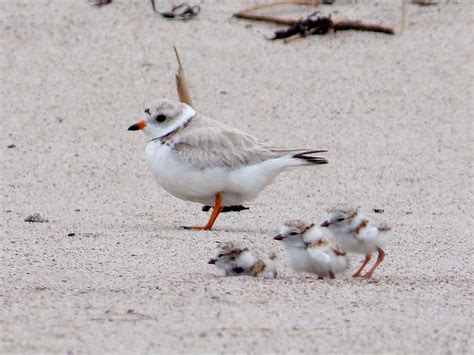 Piping Plovers Losing Nesting Habitat - Conservation Articles & Blogs - CJ