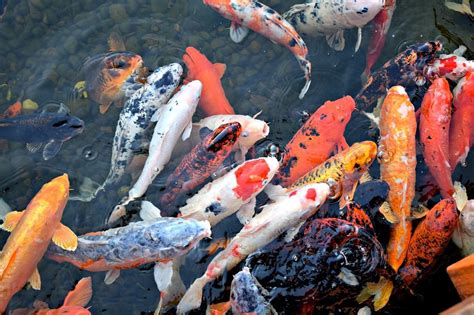 Koi Fish Tanks: 7 Common Questions Answered - Xtrapets