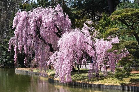 Weeping Higan Cherry Tree | Blomsterhave, Havearbejde, Japansk