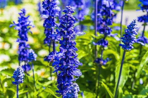 July Birth Flowers: Larkspur and Water Lily | The Old Farmer's Almanac