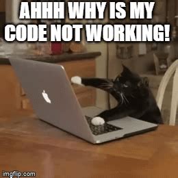 Coding Cat - Imgflip