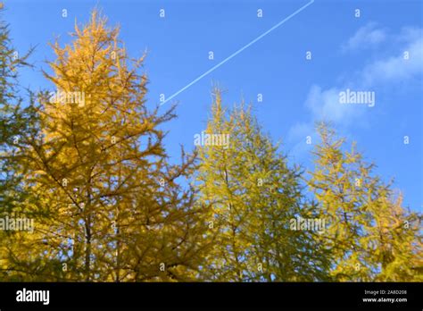 autumn scenes in Ontario forests Stock Photo - Alamy