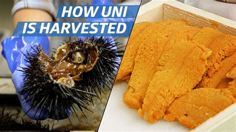 How Sea Urchin (Uni) Is Processed Commercially How to Make It