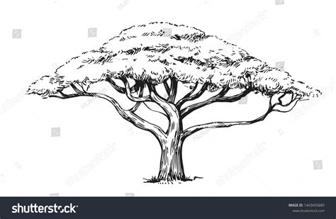 Sketch Acacia Tree Hand Drawn Illustration Stock Vector (Royalty Free) 1443455885 | Shutterstock