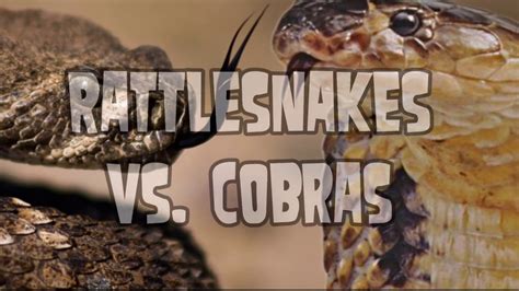 Cobra vs Rattlesnake! - YouTube