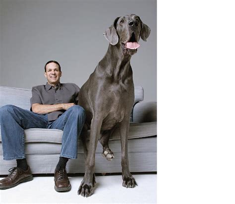 Giant George: Great Dane Is Guinness World Record Holder for Tallest ...