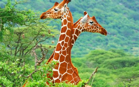 Giraffe High Definition Wallpapers