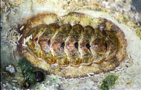 Chiton Mollusk Photograph by Adam Romanowicz