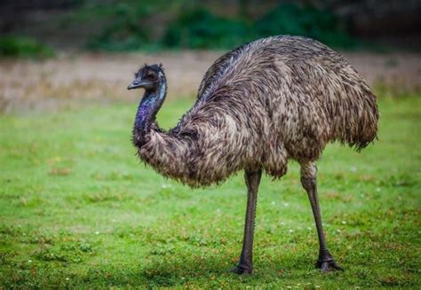 This emu was captured in York County and police are looking for its owner - pennlive.com