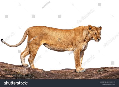 877 Lioness Side View Images, Stock Photos, 3D objects, & Vectors ...