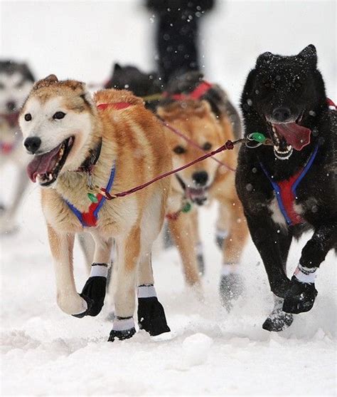 Game faces on at the Iditarod Trail Sled Dog Race in Alaska. | Dog sledding, Iditarod, Alaskan dog